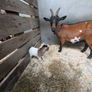 Pygmy Goats Image 8