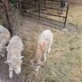 Dorset Ram Lambs x2 Image 2