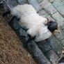 Hogget rams and ram lamb Image 4