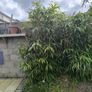 bamboo Image 2