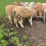 9 Continental Weanling Heifers Image 5