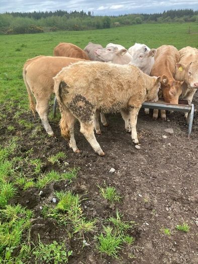 9 Continental Weanling Heifers