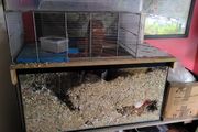 gerbil hamster cage