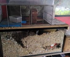 gerbils with cage