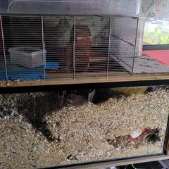 gerbils with cage
