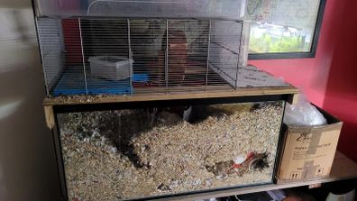 gerbils with cage