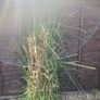 Pampass Grass x 3 for sale Image 3