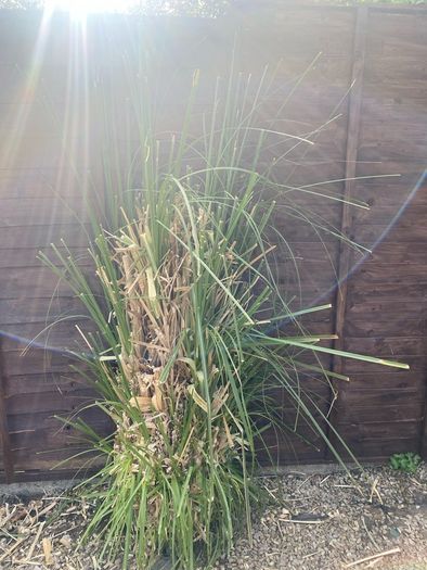 Pampass Grass x 3 for sale