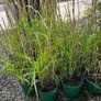 Large Selection of Grass Plants Image 4