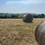 Hay Image 3