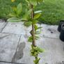 plant Image 4