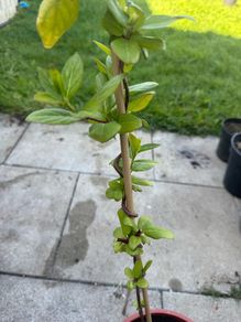 plant