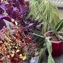 11 healthy Plants, Lucan Image 7