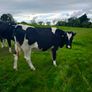 British Fresian springing heifers Image 3