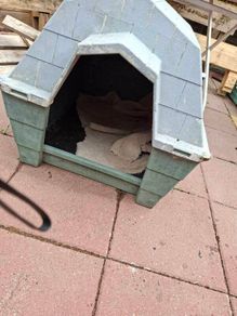 medium dog box, outdoor