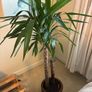 plant Image 5