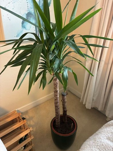 plant