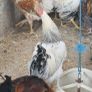 Roosters Image 2