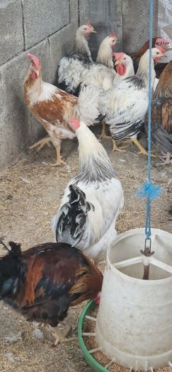 Roosters