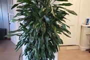 Dracaena Fragrans Burundii