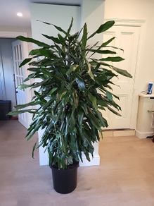 Dracaena Fragrans Burundii