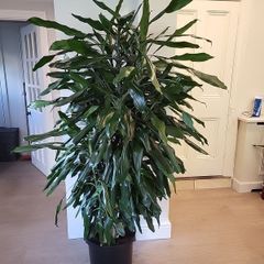 Dracaena Fragrans Burundii