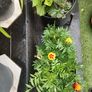Plants & Pots 10 euro each Image 5