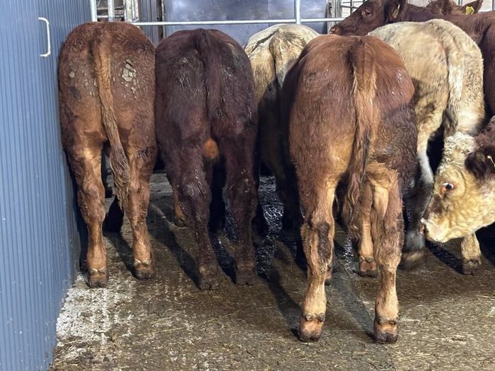 9 top quality suckler bred bull Weanlings for sale