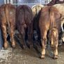 9 top quality suckler bred bull Weanlings for sale Image 8