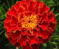(M) Marigold Carmen seeds 1g (414598)
