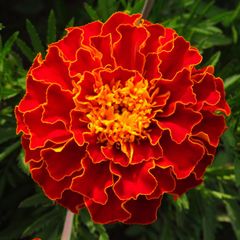 (M) Marigold Carmen seeds 1g (414598)