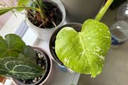 Monstera Thai