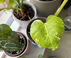 Monstera Thai