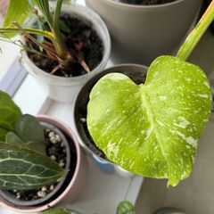 Monstera Thai