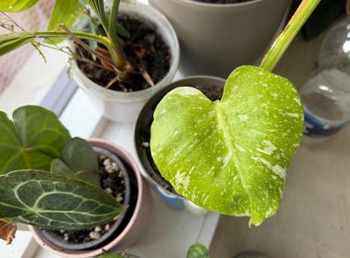 Monstera Thai