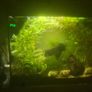 fish Image 8