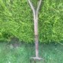 Antique 1930's-50's "Y" Handle Fork. Image 3