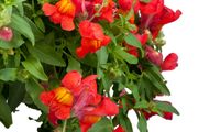(S) Trailing Snapdragon Candy Showers seeds 10s (414918)