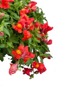 (S) Trailing Snapdragon Candy Showers seeds 10s (414918)
