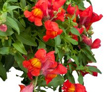 (S) Trailing Snapdragon Candy Showers seeds 10s (414918)