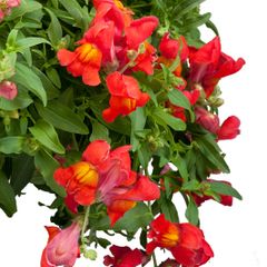 (S) Trailing Snapdragon Candy Showers seeds 10s (414918)