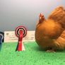 Poultry Auction: Ryan McLaren Major Reduction Sale Image 9