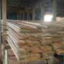 Douglas fir Image 6