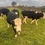 20 White head heifers Image 9