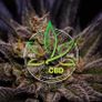 123CBD 10% 1000mg CBD Oil | Irish Flower / Bud company Image 4