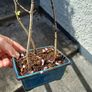 Beech bonsai Image 2