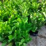 Laurel Hedging Image 9