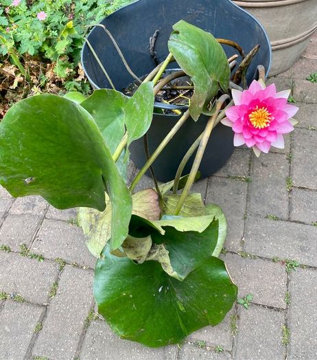 Pink Waterlily Pond Plant
