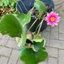 Pink Waterlily Pond Plant Image 2