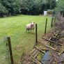 Dorset Ram Image 2
